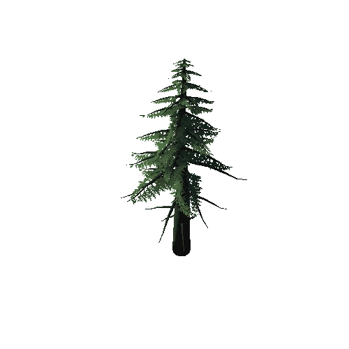 Conifer Tree 2